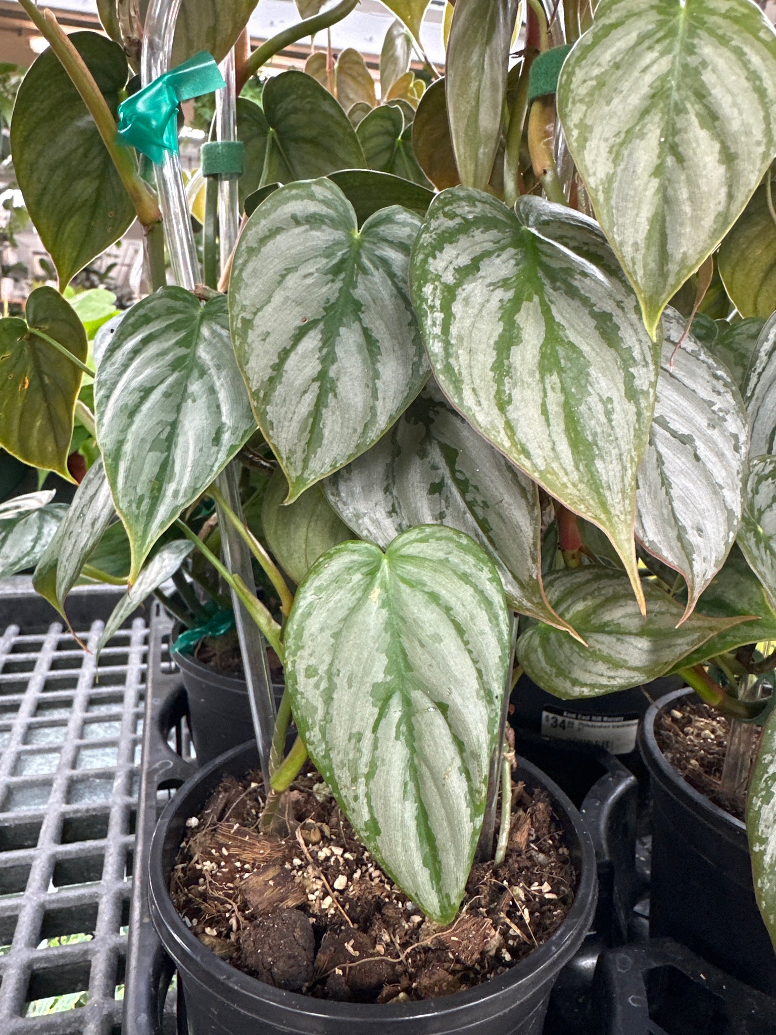 fancy philodendron #5 Philodendron brandtianum 5"