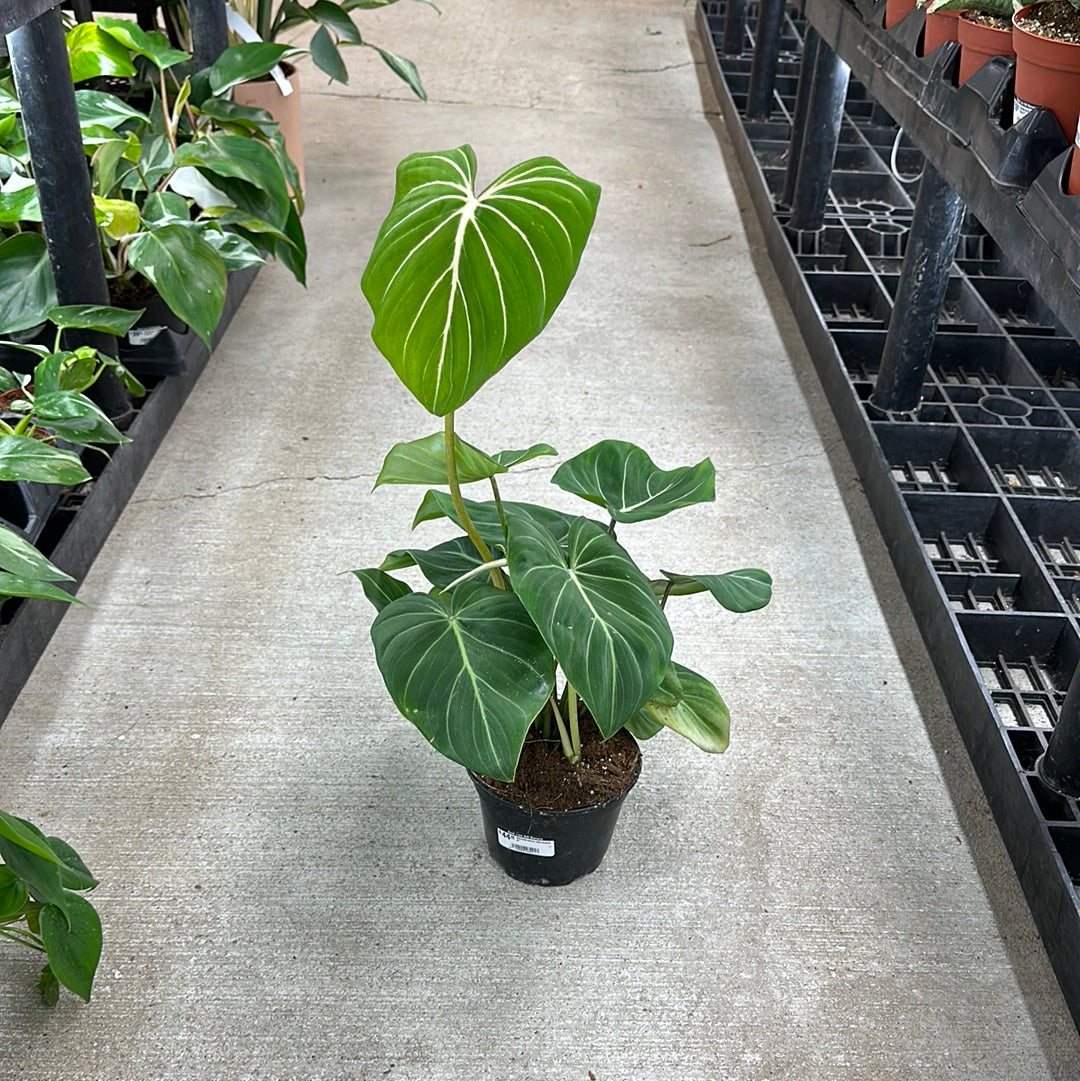 philodendron birkin white measure pflege Philodendron Birkin main image 0