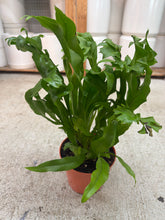 Load image into Gallery viewer, Microsorum Green Flame 6" - Dwarf Elkhorn Fern