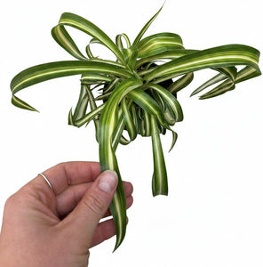 chlorophytum curly spider plant Chlorophytum c. 'Bonnie' 4