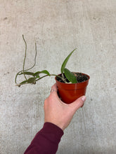 Load image into Gallery viewer, Hoya parasitica 4&quot; - Wax Plant