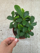 Load image into Gallery viewer, Euphorbia milii 6" - Crown of Thorns