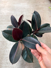 Load image into Gallery viewer, Ficus decora &#39;Burgundy&#39; 6&quot; - Burgundy Rubber Tree
