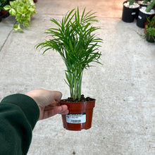 Load image into Gallery viewer, Neanthe Bella Palm 4&quot; - Parlour Palm