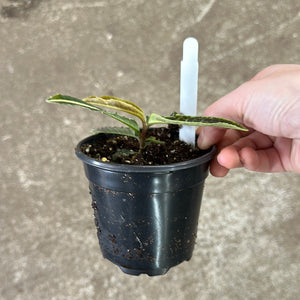Labisia sp. Riau 4"