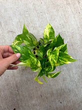 Load image into Gallery viewer, Epipremnum aureum 4&quot; - Golden Pothos