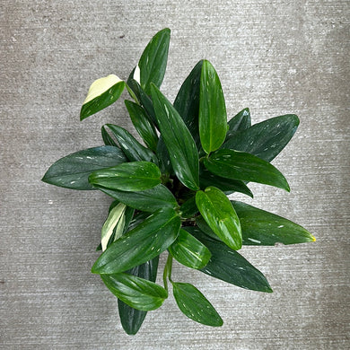 Monstera Standleyana Albo Variegata 6