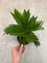 Load image into Gallery viewer, Cycas Revoluta 6" - Sago Palm