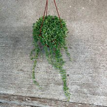 Load image into Gallery viewer, Senecio radicans 6&quot; HB - String of Beans