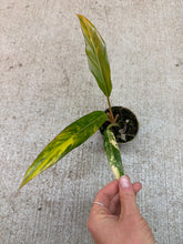 Load image into Gallery viewer, Philodendron Caramel Marble 2"