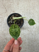 Load image into Gallery viewer, Alocasia baginda &#39;Dragon Scale&#39; Variegata Mint 4&quot;