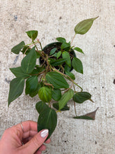 Load image into Gallery viewer, Philodendron Micans 4"