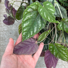 Load image into Gallery viewer, Cissus Discolor 8&quot;HB