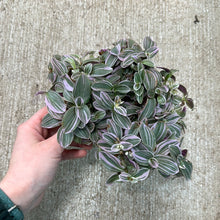 Load image into Gallery viewer, Tradescantia Feeling Flirty 12CM - Inch Plant