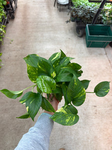 golden pothos vs hawaiian Epipremnum aureum 6"