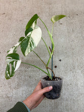 Load image into Gallery viewer, Monstera deliciosa var borsigiana 'Albo' 5" - Variegated Monstera