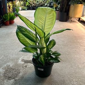 dieffenbachia marianne Dieffenbachia Tropic Marianne 8"