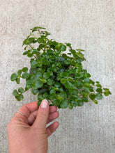 Load image into Gallery viewer, Pilea Depressa-Kiereweed 4" - Baby Tears