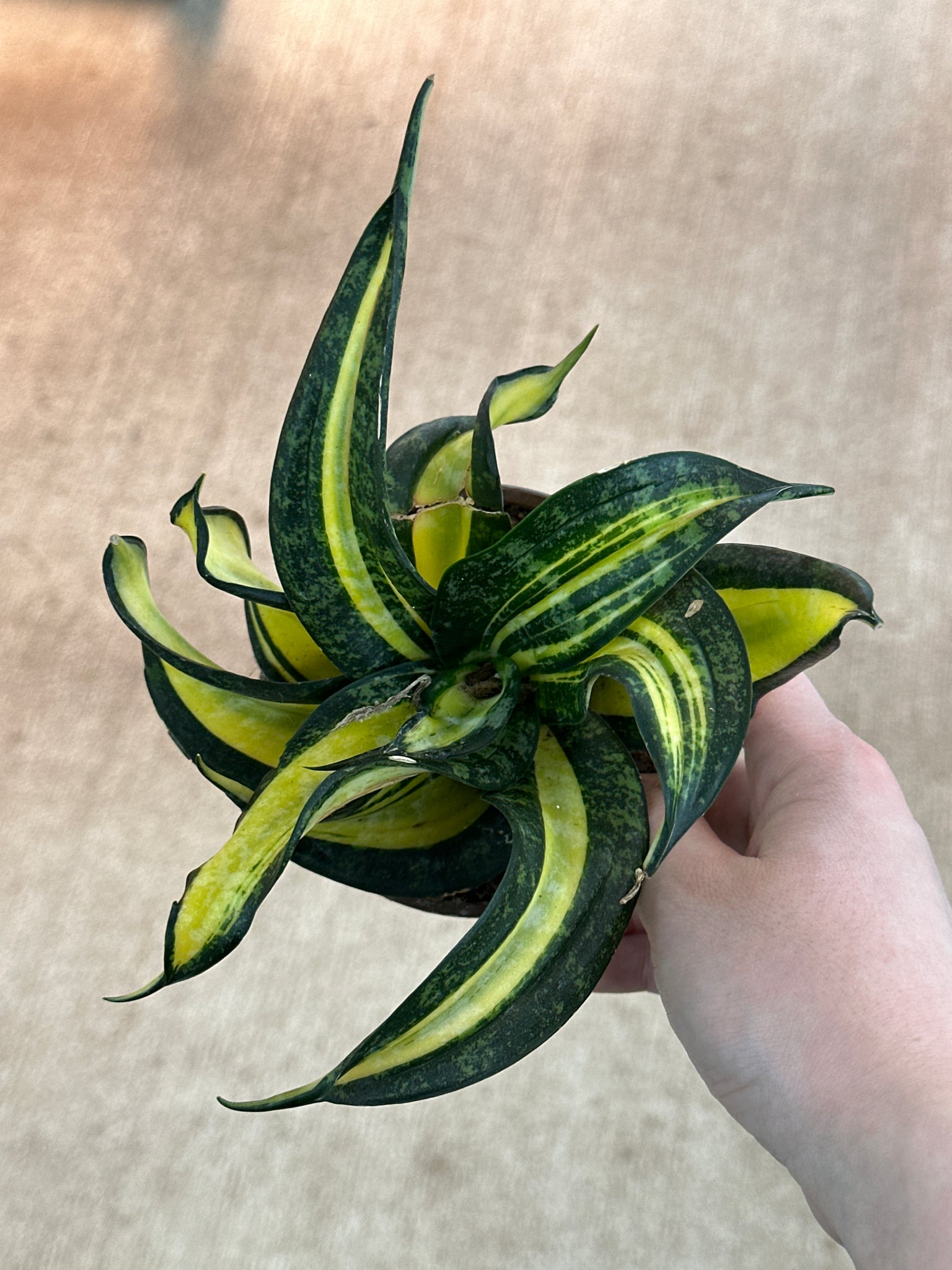 sansevieria wendy Sansevieria trifecta Golden Wendy 4"