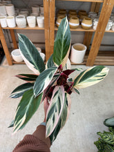 Load image into Gallery viewer, Stromanthe 'Triostar' 6"