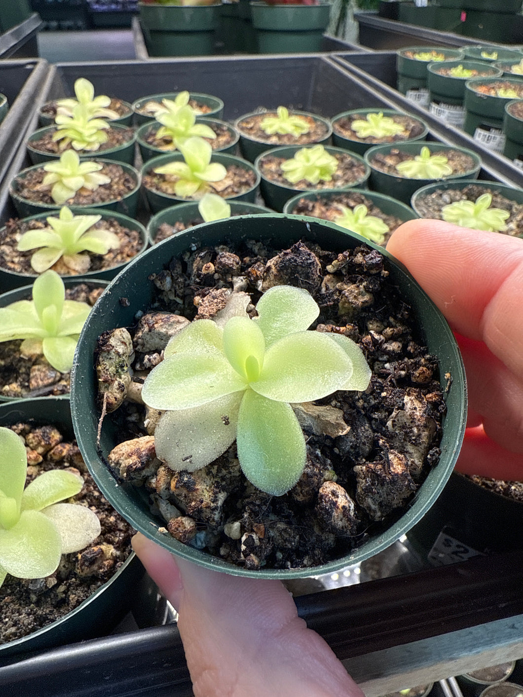 indoor butterwort plant Pinguicula Gigantea 2"