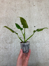 Load image into Gallery viewer, Philodendron domesticum variegata 2”