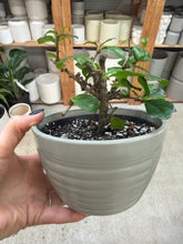 Load image into Gallery viewer, Carmona microphylla 6" - Fukien Tea