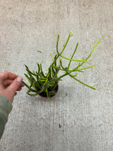 Load image into Gallery viewer, Euphorbia tirucalli 'Sticks on Fire' 4"