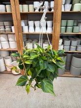 Load image into Gallery viewer, Philodendron Brasil 8" HB
