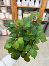 Load image into Gallery viewer, Cissus sp. 6" - Grape Ivy