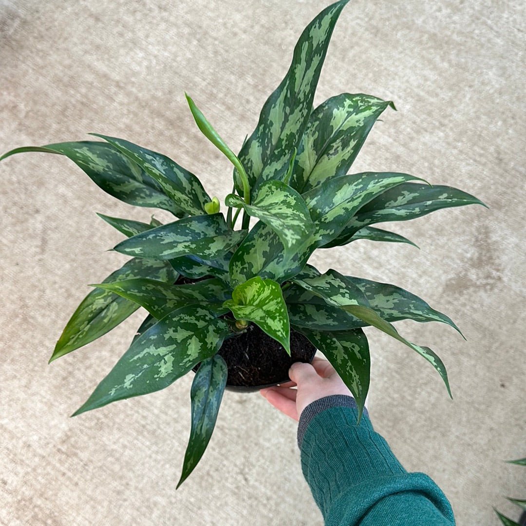 aglaonema beauty Aglaonema Maria Beauty 6" – Kent East Hill Nursery