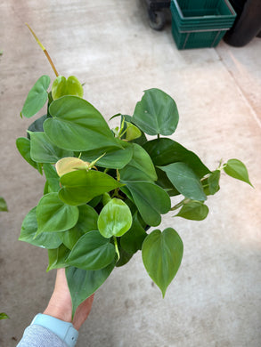 Philodendron cordatum 6