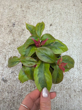 Load image into Gallery viewer, Pereskia acu. 'Godseffiana' 4" - Lemon Vine