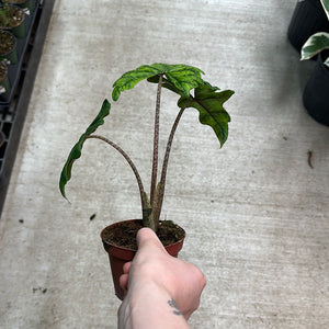 Alocasia Jacklyn 4"