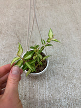 Load image into Gallery viewer, Hoya bella 'Luis Bois' 2"
