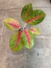Load image into Gallery viewer, Aglaonema Andini 6&quot; - Chinese Evergreen