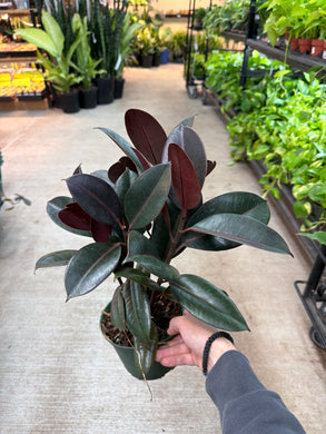 Ficus decora 'Burgundy' 6