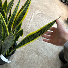 Load image into Gallery viewer, Sansevieria &#39;Laurentii&quot; 10&quot; - Snake Plant