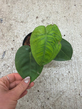 Load image into Gallery viewer, Syngonium Ice Frost 4"