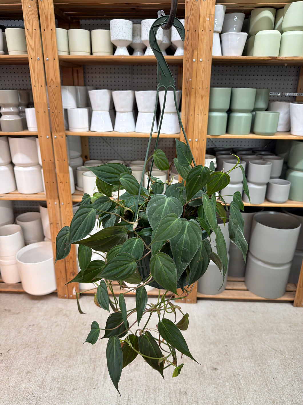 philodendron micans dehner Philodendron Micans 8
