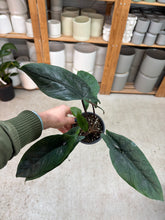 Load image into Gallery viewer, Alocasia Scalprum 4"