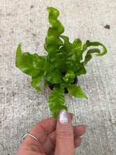Load image into Gallery viewer, Asplenium 'Crispy Wave' 2" - Crispy Wave Fern