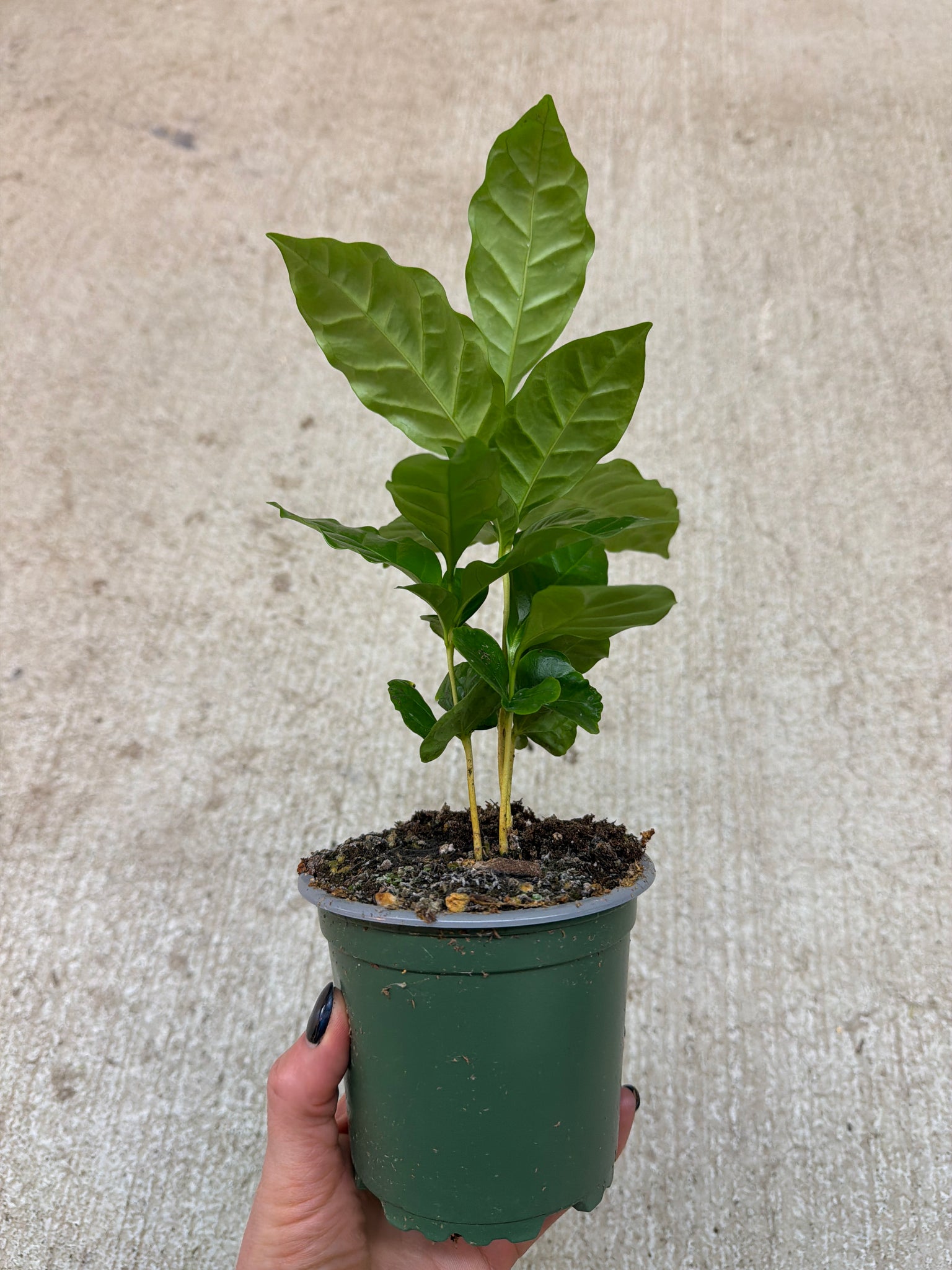 coffea arabica indoor plant Coffea Arabica 4"