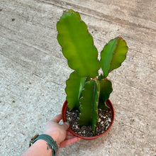 Load image into Gallery viewer, Selenicereus undatus 6&quot; - Dragonfruit