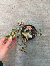 Load image into Gallery viewer, Tradescantia tricolor pink princess 4" - Inch Plant