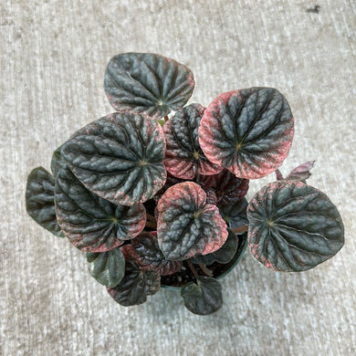 Peperomia abricos 4