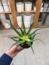 Load image into Gallery viewer, Aloe Solar Flare 4"