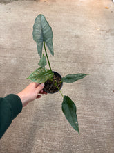 Load image into Gallery viewer, Alocasia Dragon&#39;s Breath 4&quot;