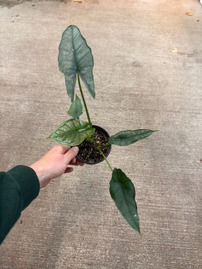 Alocasia Dragon's Breath 4
