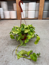 Load image into Gallery viewer, Epipremnum Sunshine Goddess 6" HB - Pothos